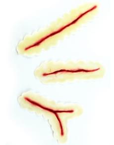 Prothèse latex coupure peu profonde